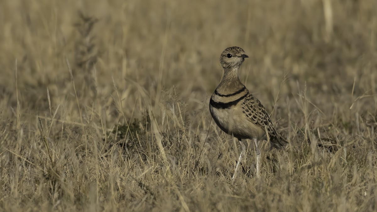 Double-banded Courser - ML638200395