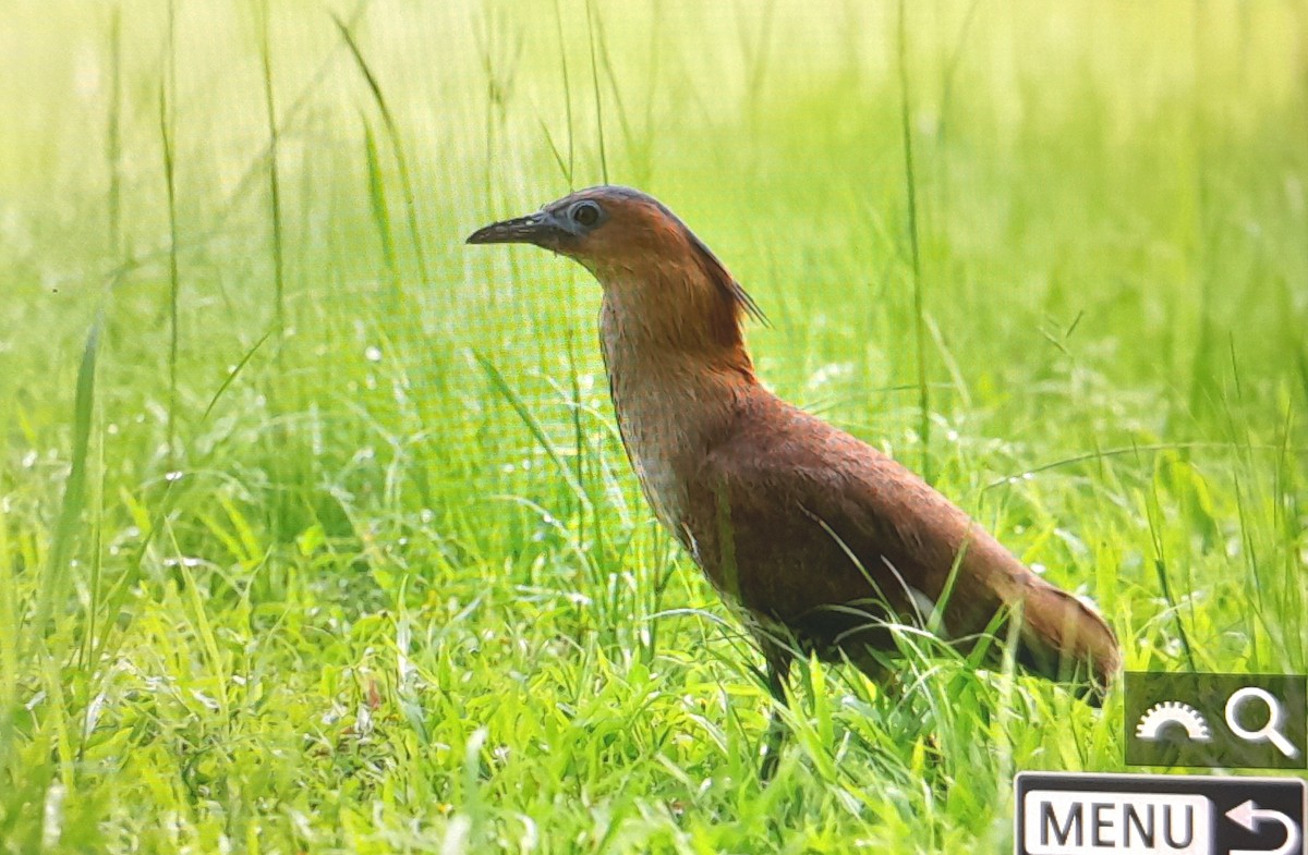 Malayan Night Heron - ML638200403