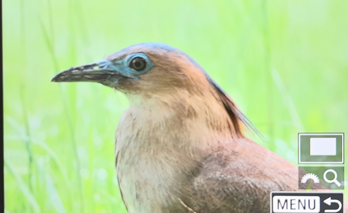 Malayan Night Heron - ML638200409