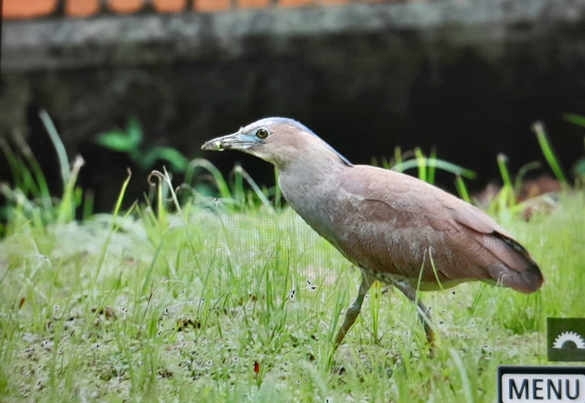 Malayan Night Heron - ML638200415