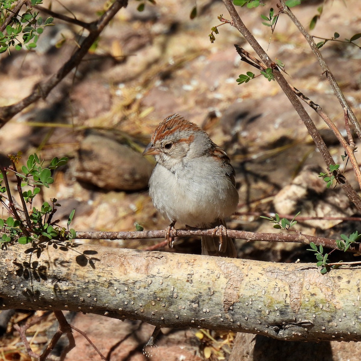 Rufous-winged Sparrow - ML638200423