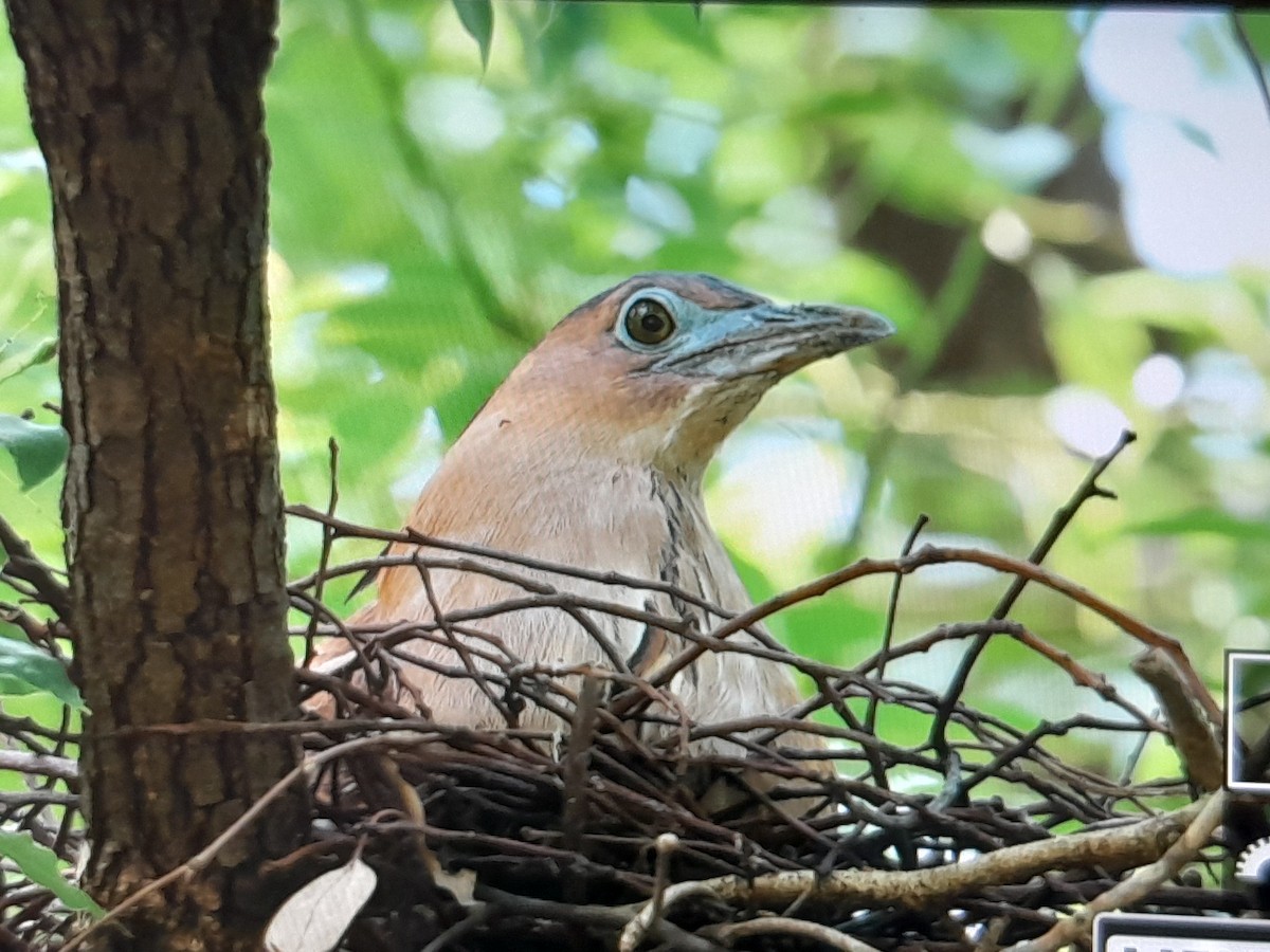 Malayan Night Heron - ML638200424