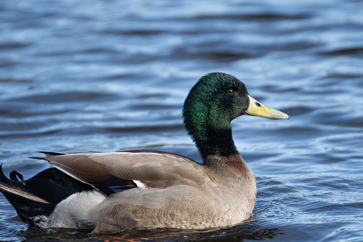 Mallard x Pacific Black Duck (hybrid) - ML638200434