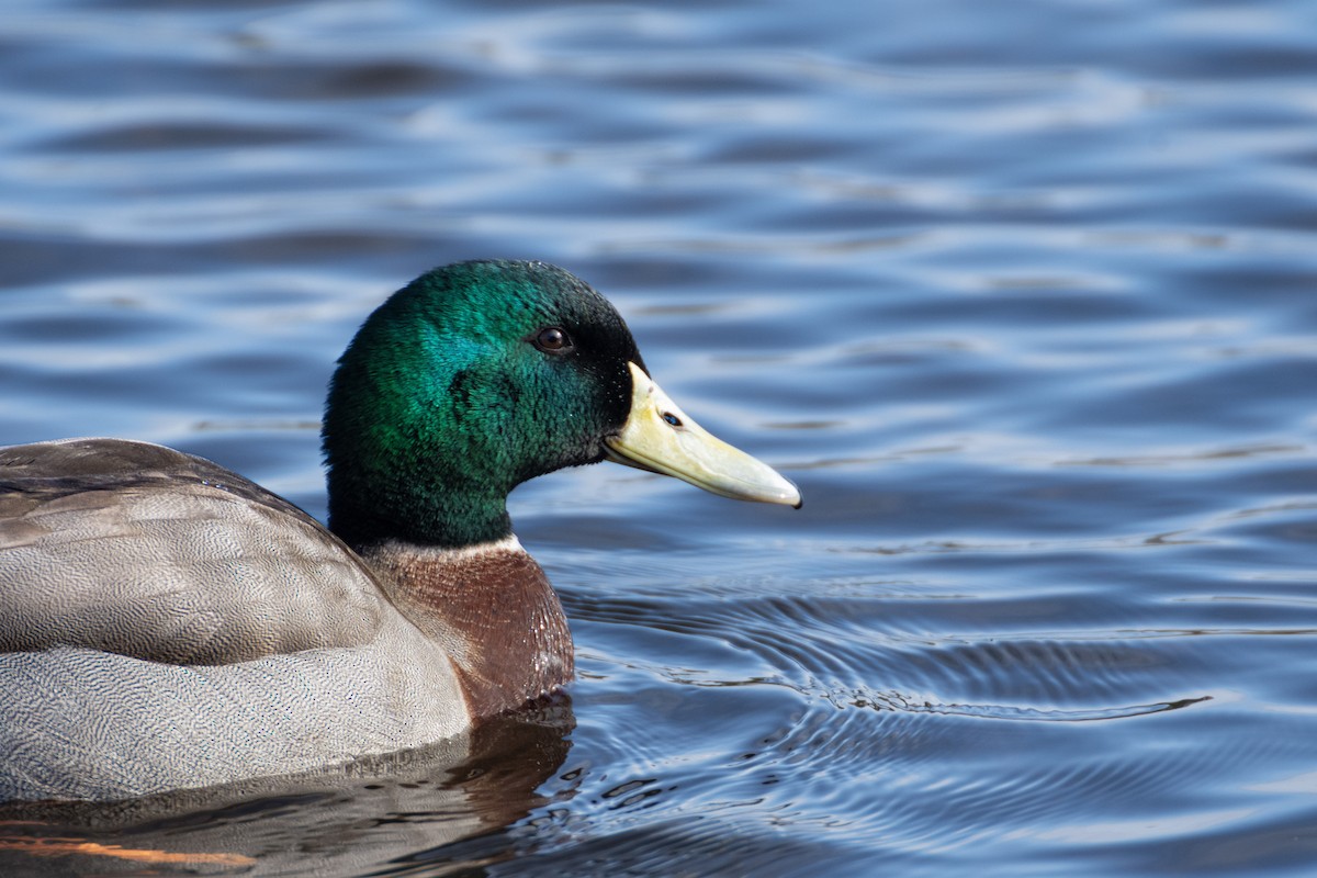 Mallard x Pacific Black Duck (hybrid) - ML638200435