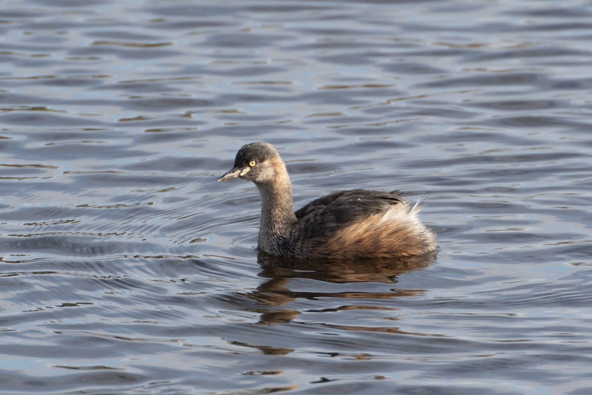 Australasian Grebe - ML638200438
