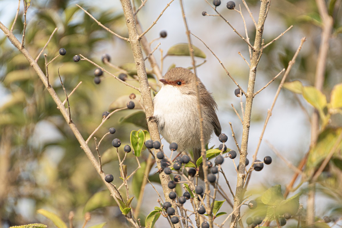 Superb Fairywren - ML638200443