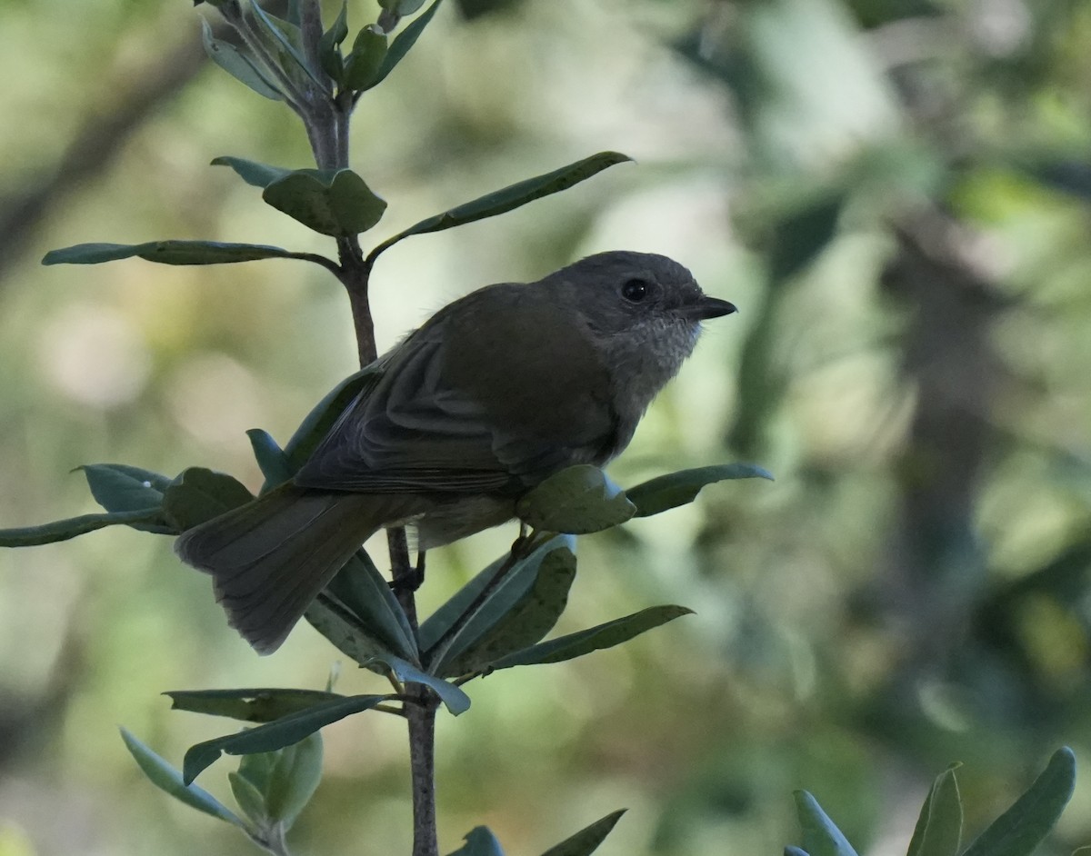Golden Whistler (Eastern) - ML638200466