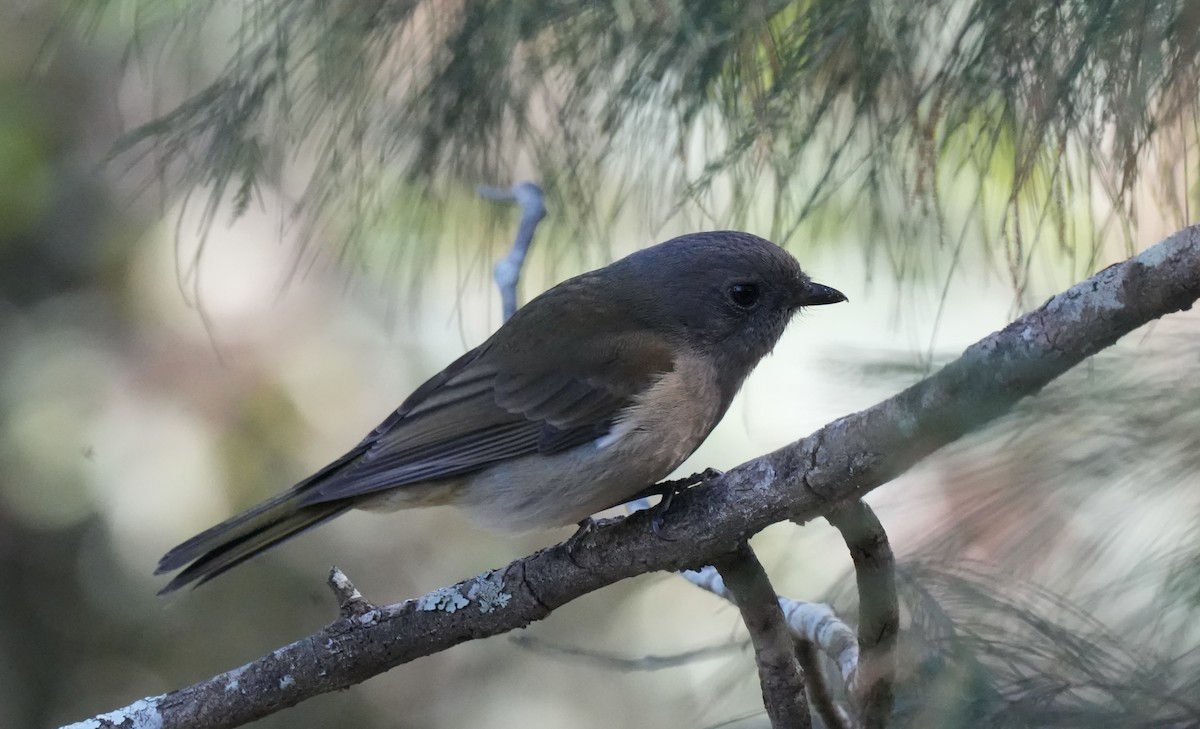 Golden Whistler (Eastern) - ML638200467