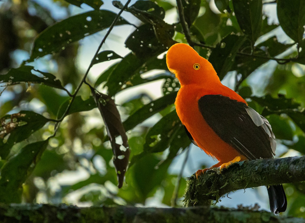 Andean Cock-of-the-rock - ML638200471