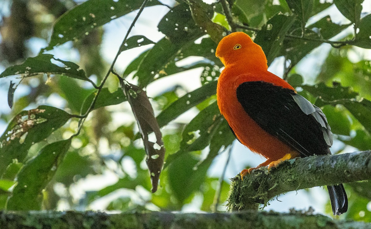 Andean Cock-of-the-rock - ML638200473