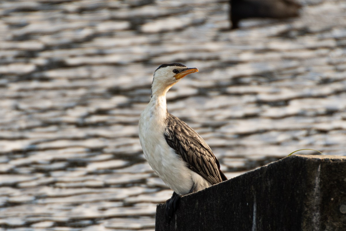 Little Pied Cormorant - ML638200475