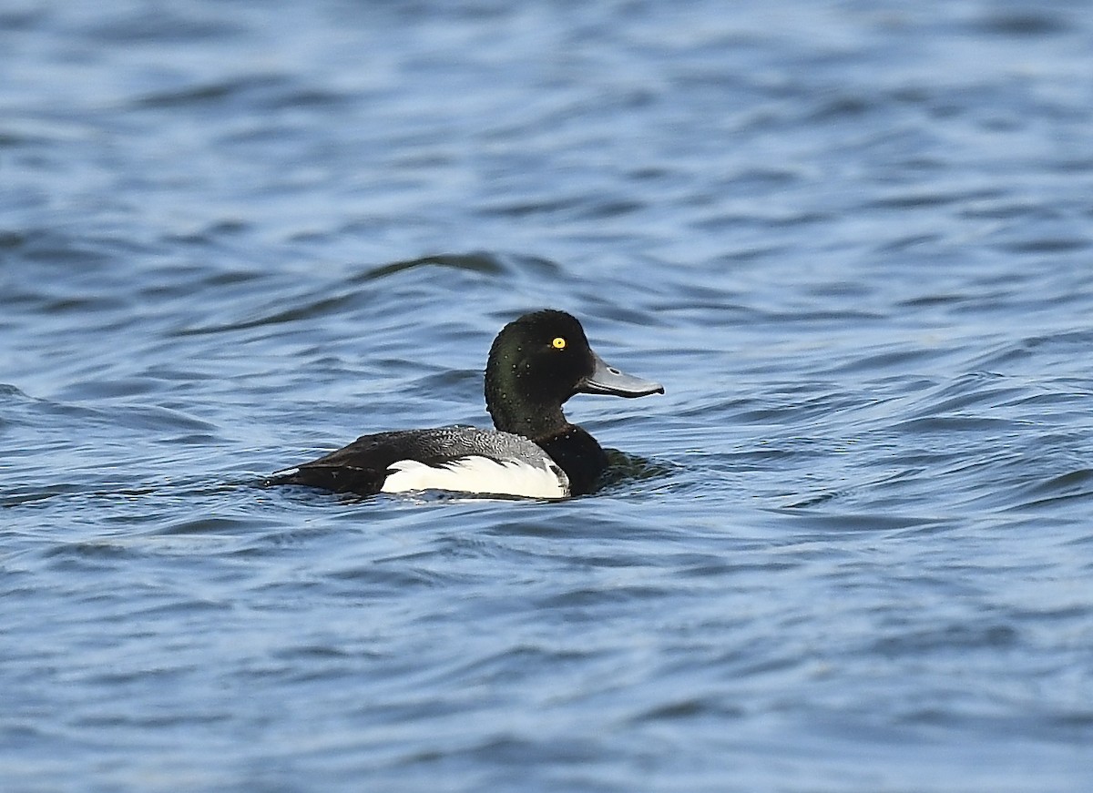 Greater Scaup - ML638200477