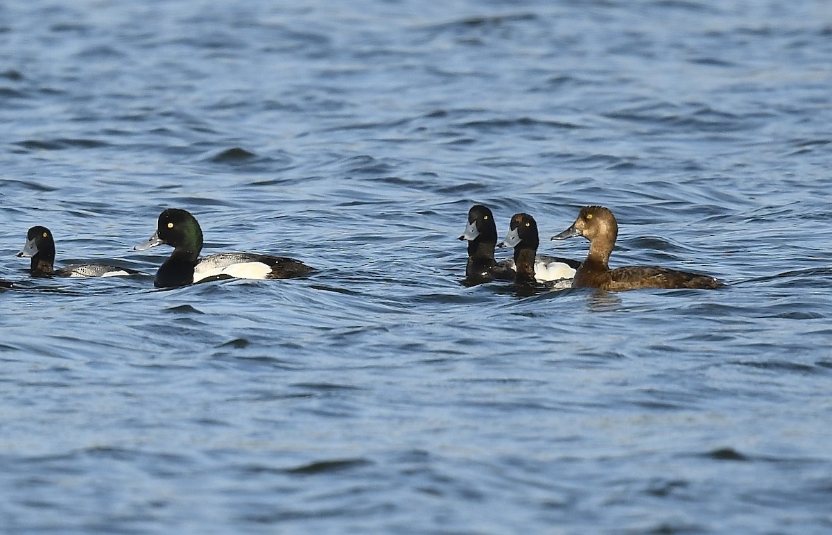 Greater Scaup - ML638200478