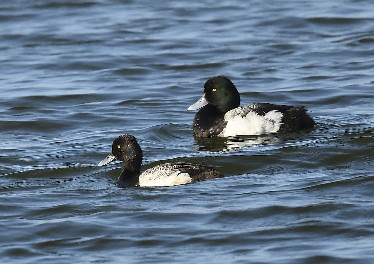 Greater Scaup - ML638200479