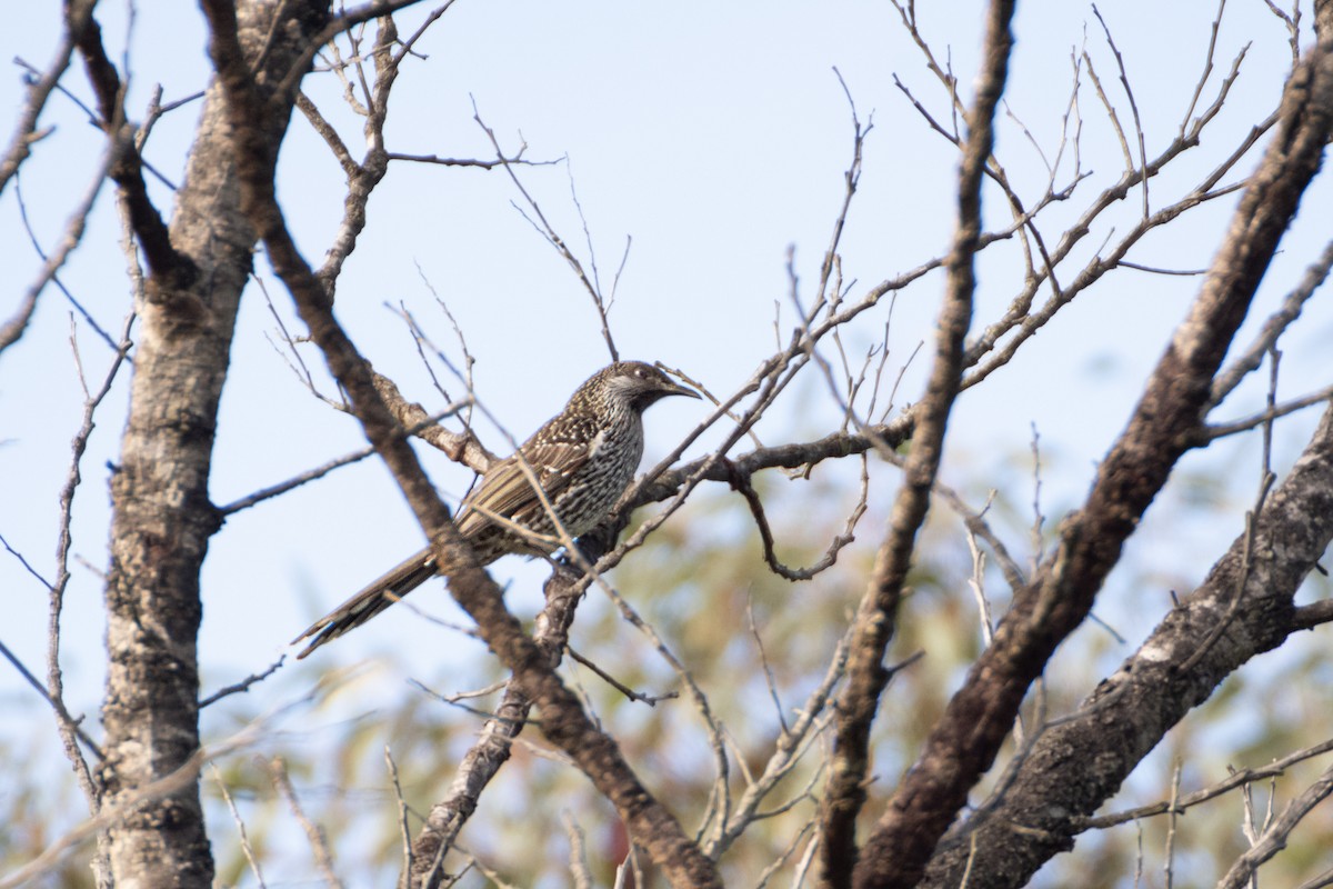 Little Wattlebird - ML638200497