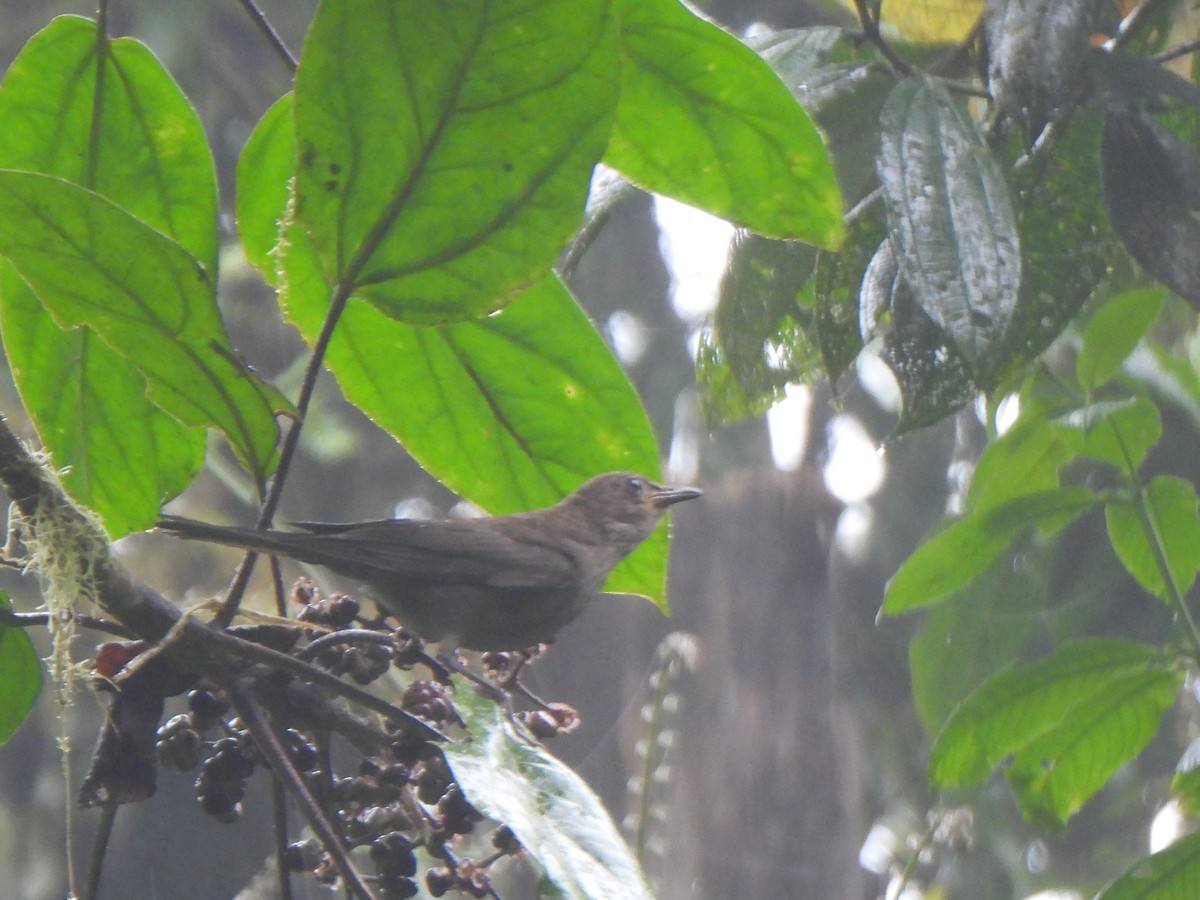 Mountain Thrush - ML638200505