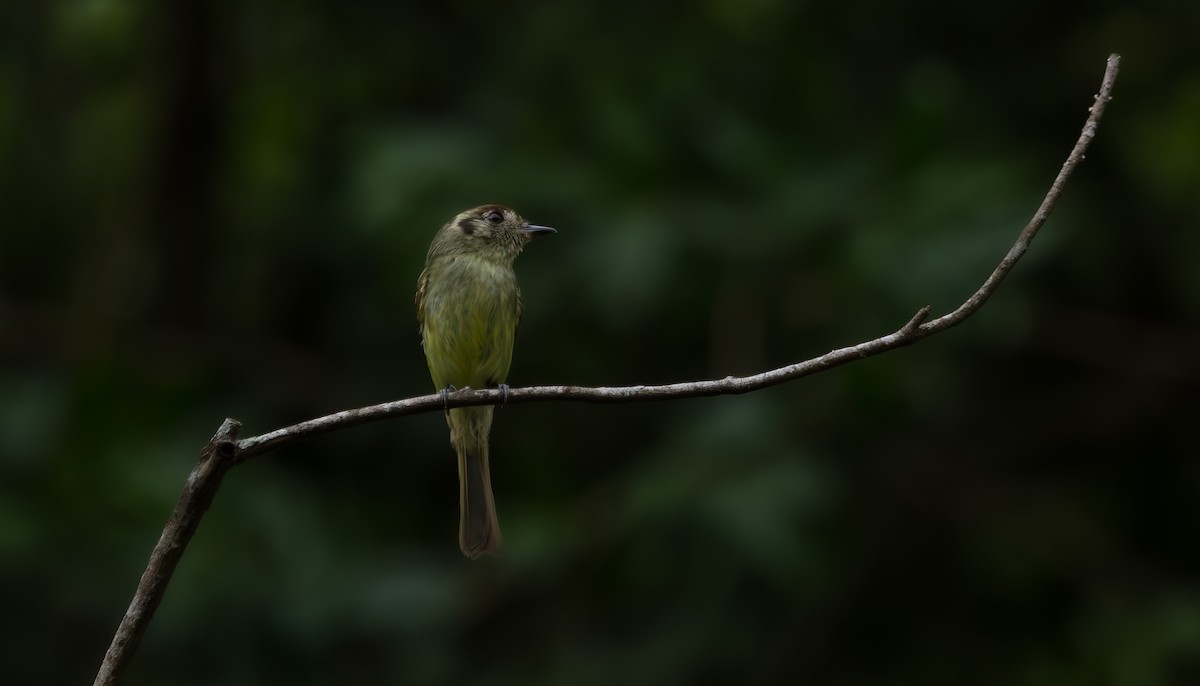 Sepia-capped Flycatcher - ML638200526