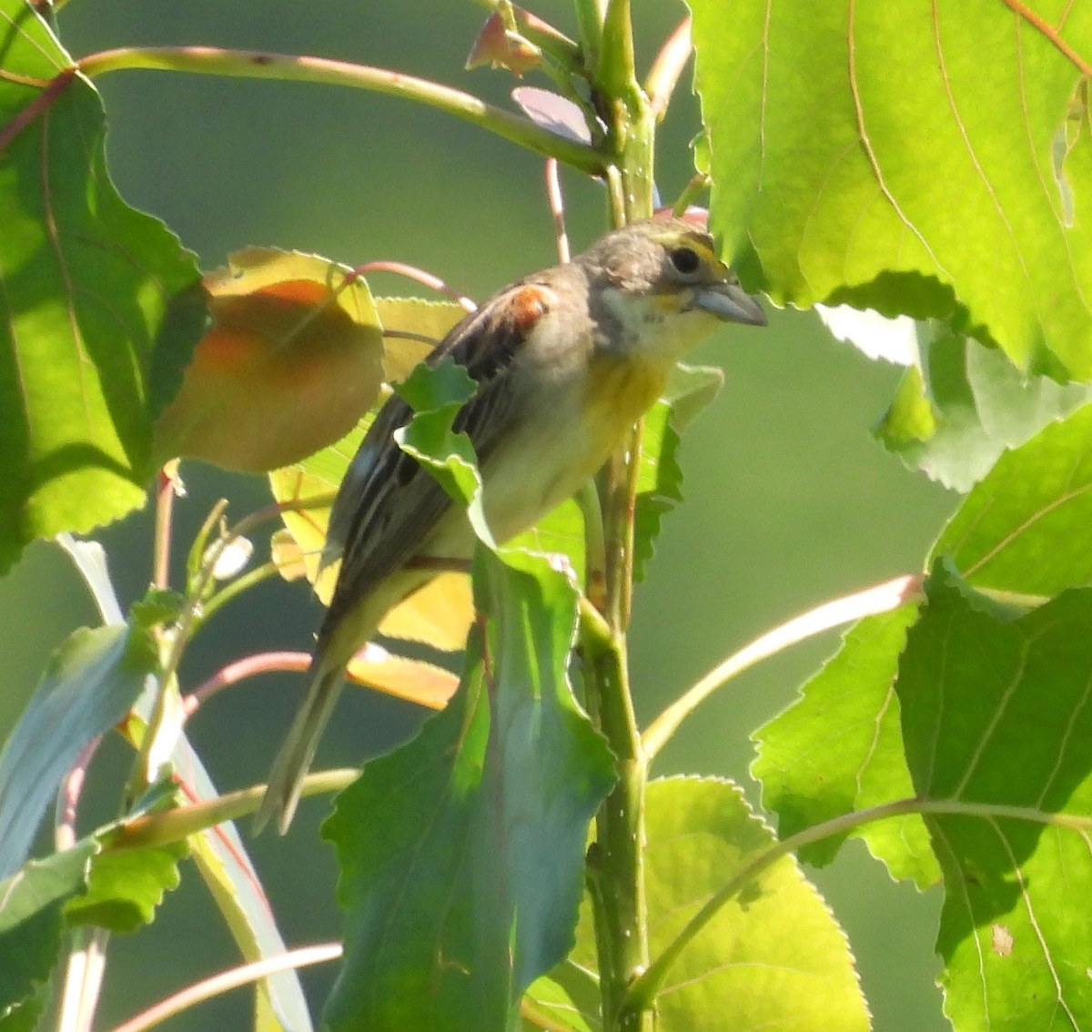 Dickcissel - ML638200534