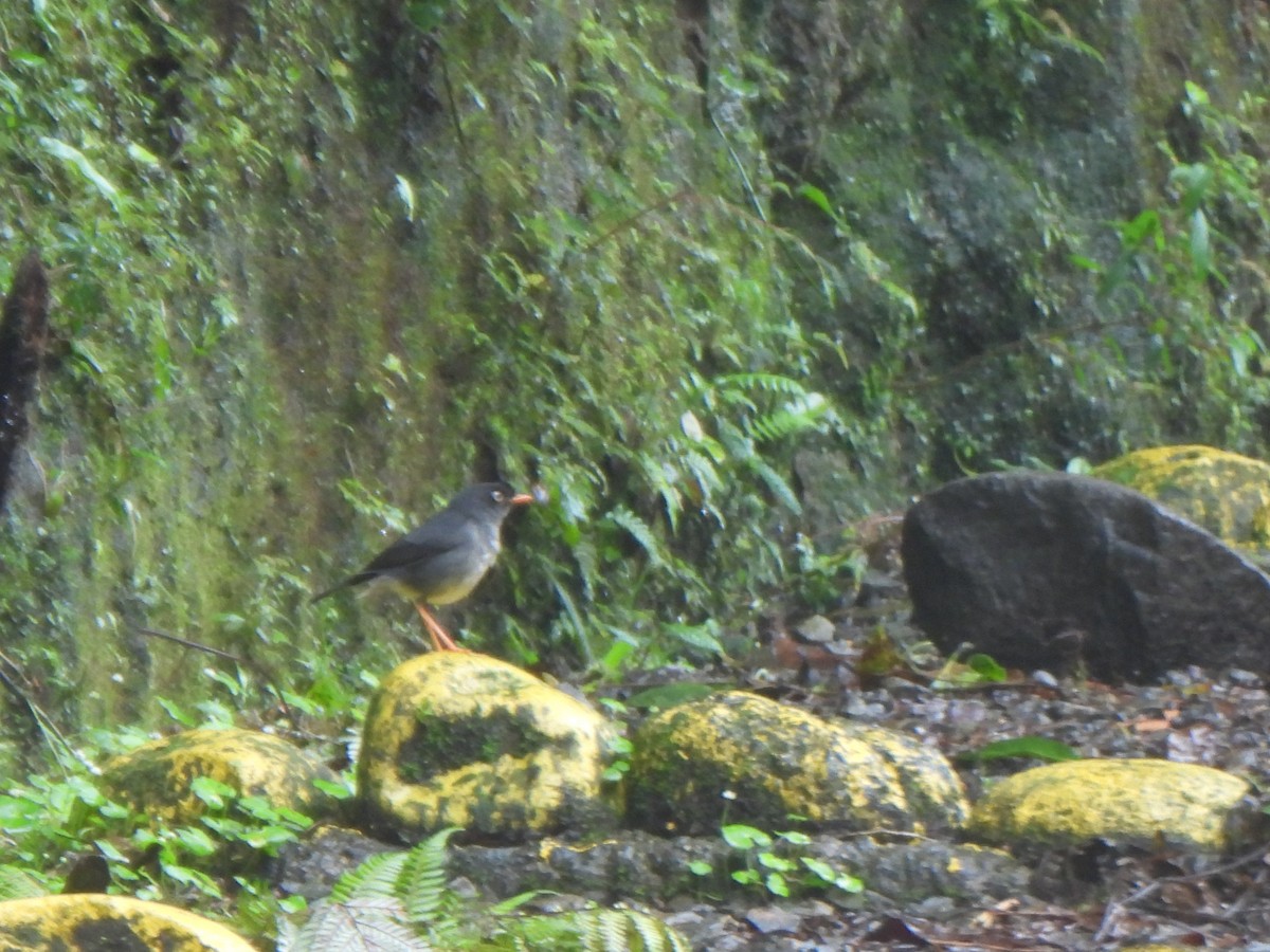 Slaty-backed Nightingale-Thrush - ML638200540
