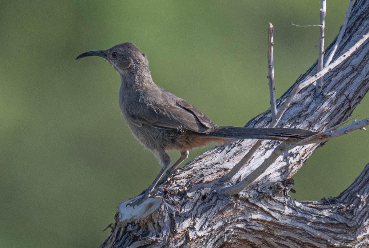 Crissal Thrasher - ML638200548
