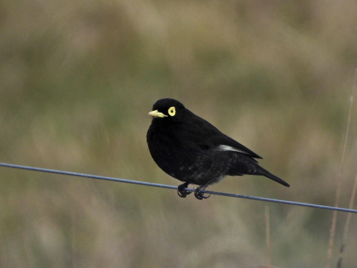 Spectacled Tyrant - ML638200562