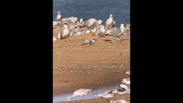 小鷗 - ML638200597