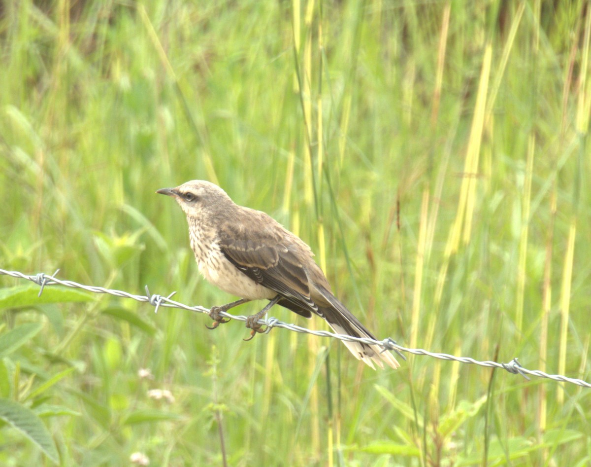 Tropical Mockingbird - ML638200605