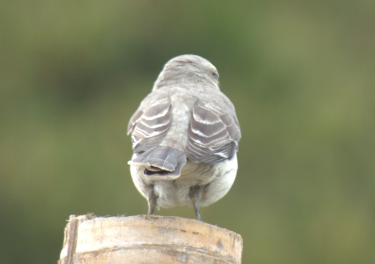 Tropical Mockingbird - ML638200611