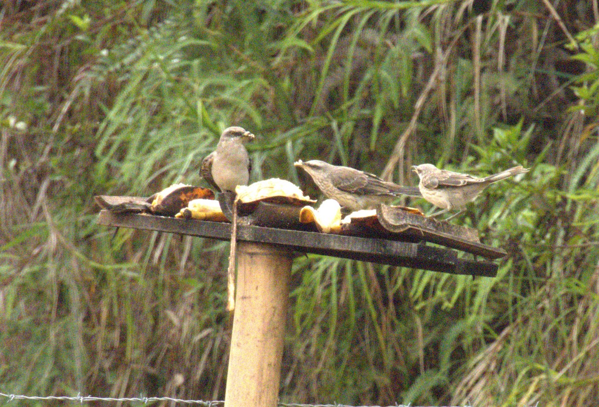 Tropical Mockingbird - ML638200615