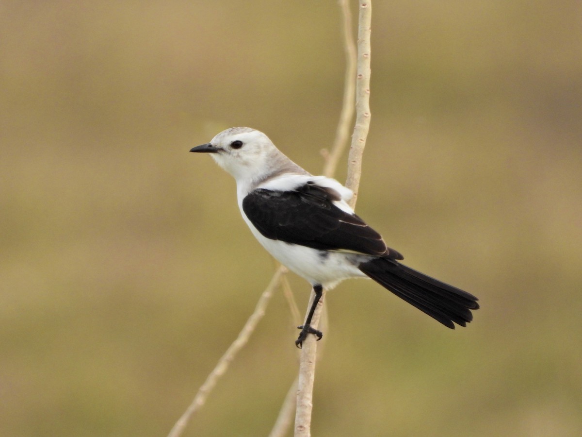 Black-and-white Monjita - ML638200628