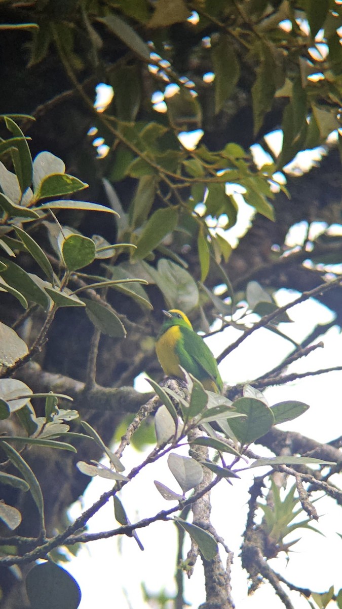Golden-browed Chlorophonia - ML638200629