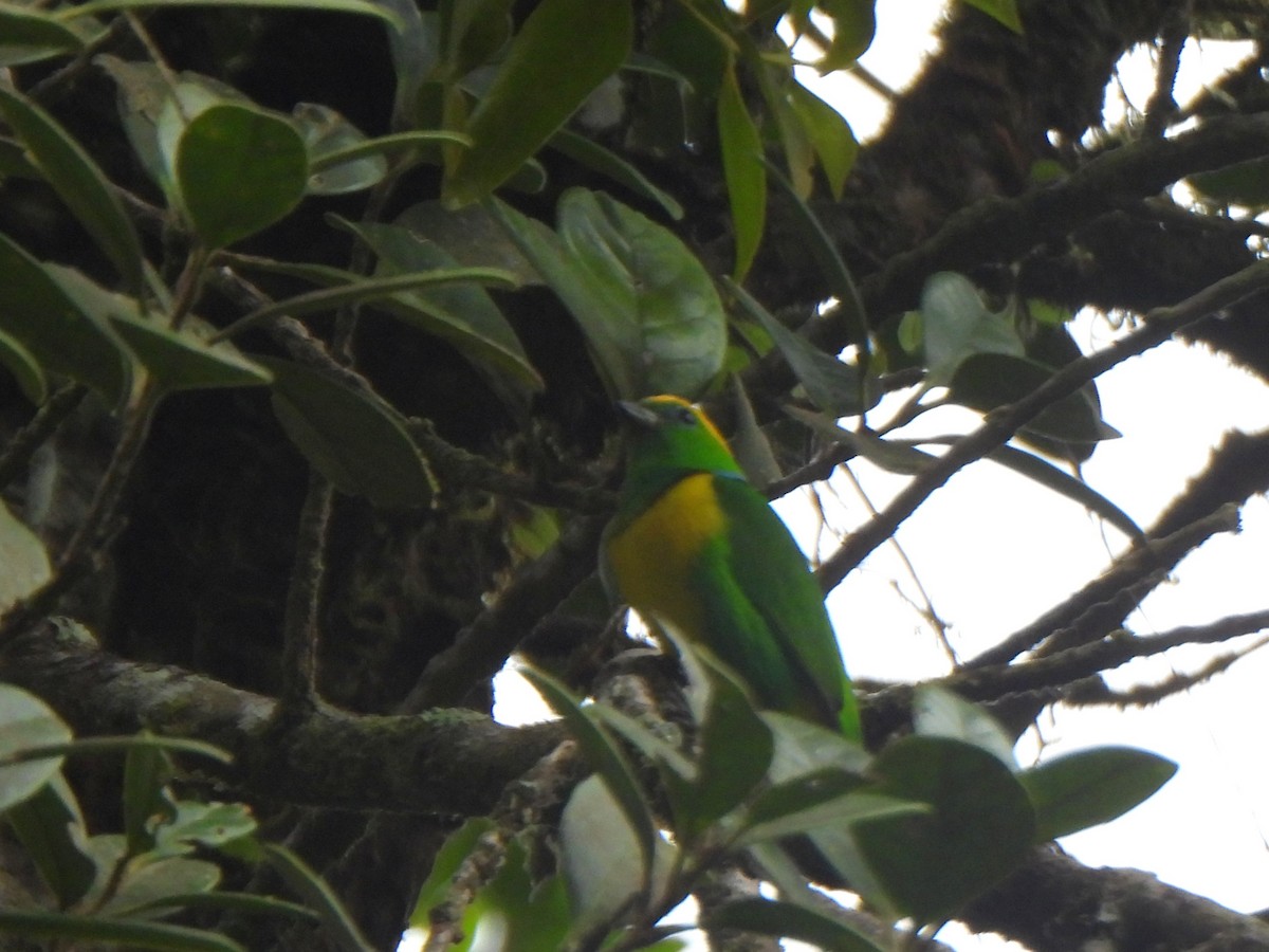 Golden-browed Chlorophonia - ML638200630