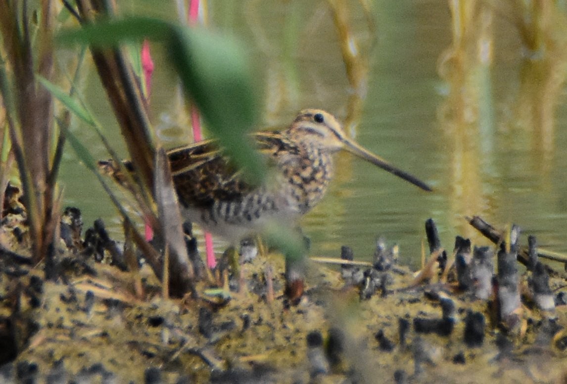 Common Snipe - ML638200686