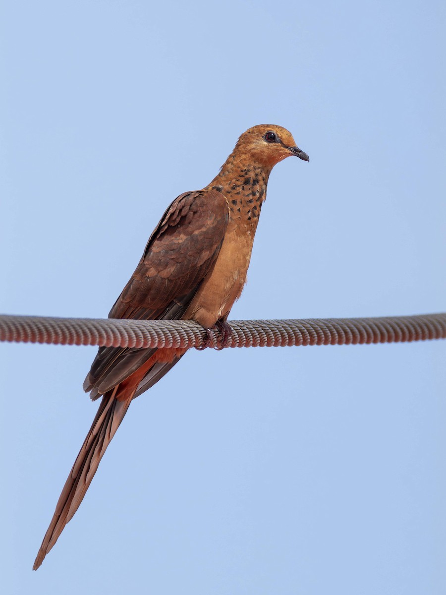 Spot-breasted Cuckoo-Dove - ML638200702