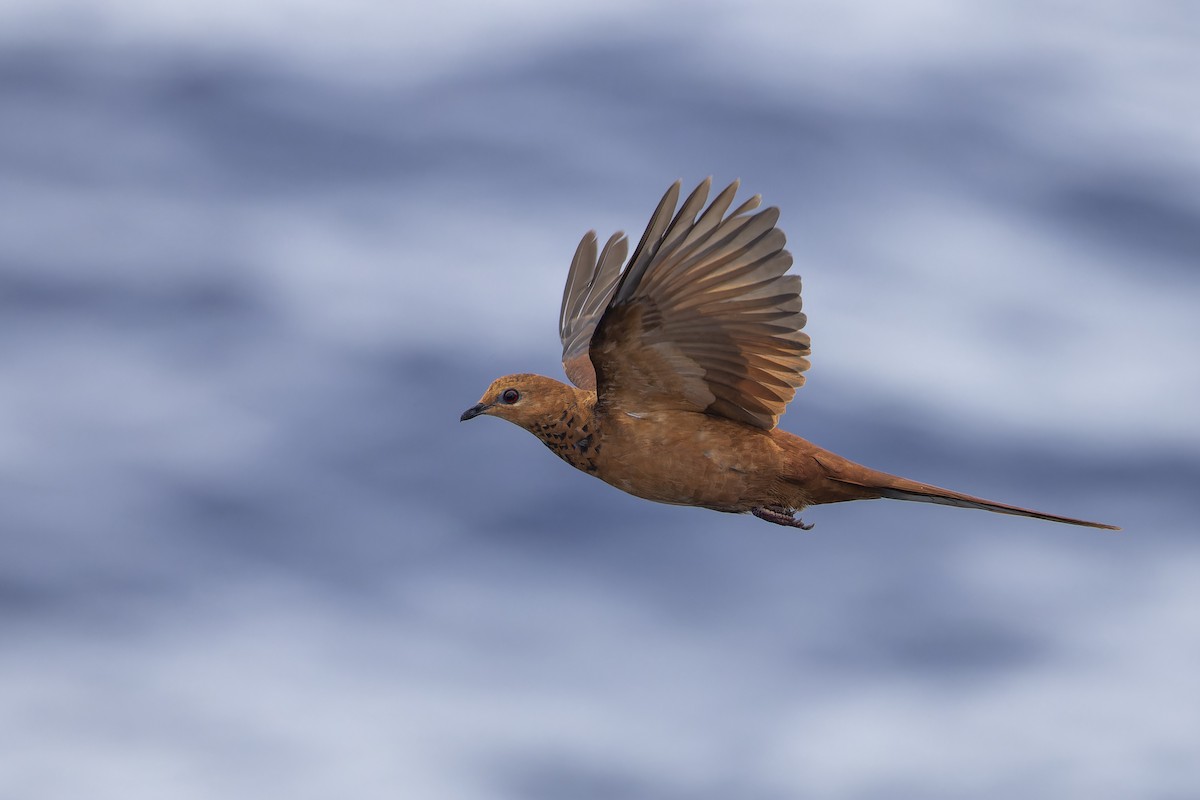 Spot-breasted Cuckoo-Dove - ML638200703