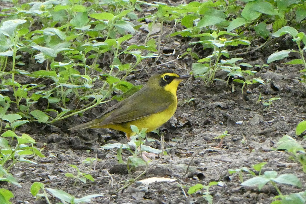 Kentucky Warbler - ML638200713