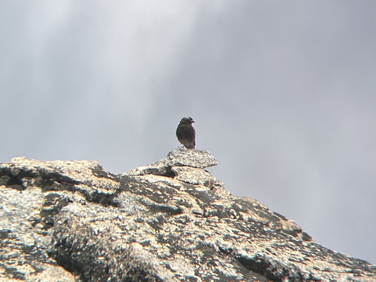Black Rosy-Finch - ML638200714