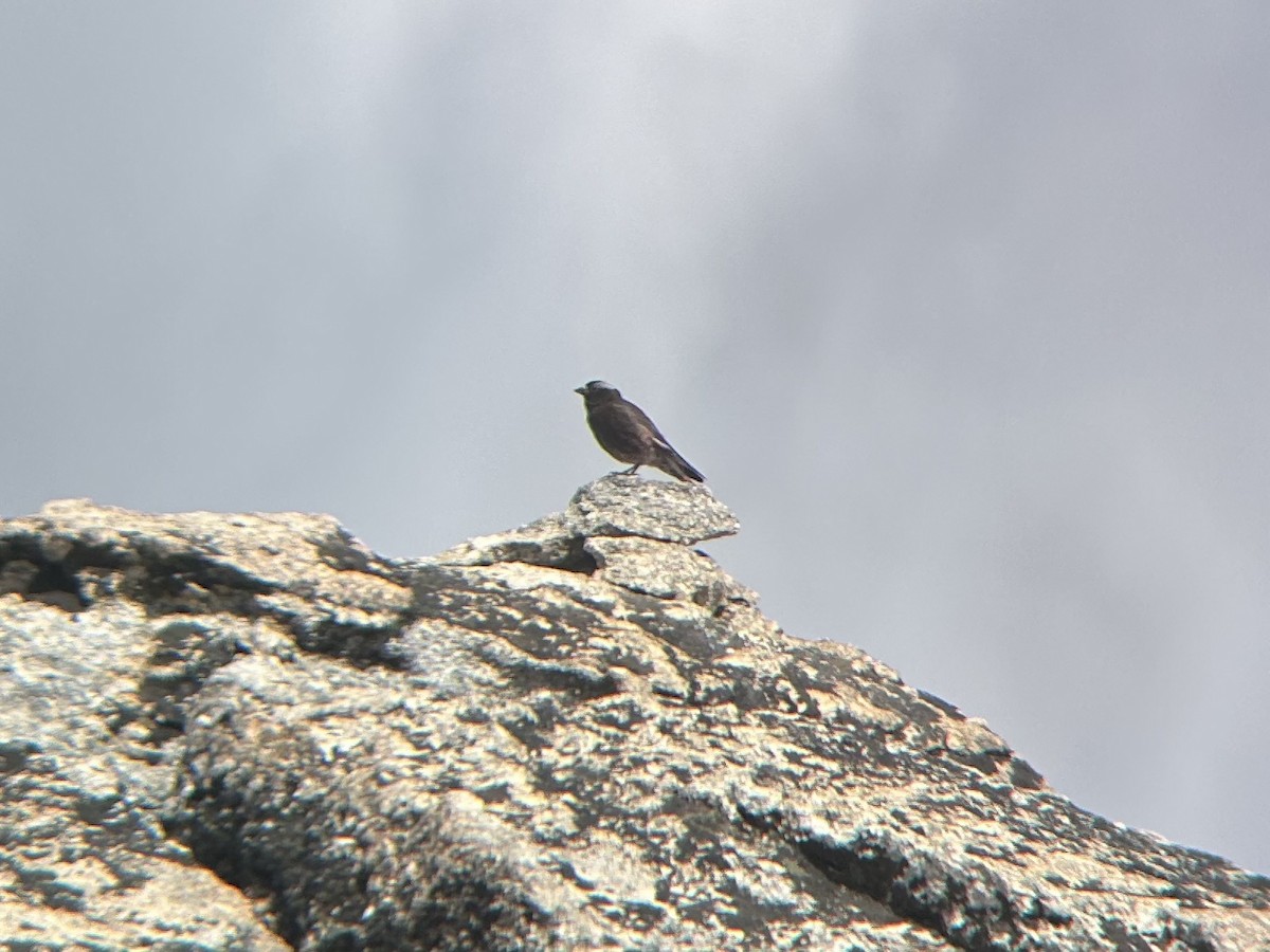 Black Rosy-Finch - ML638200716