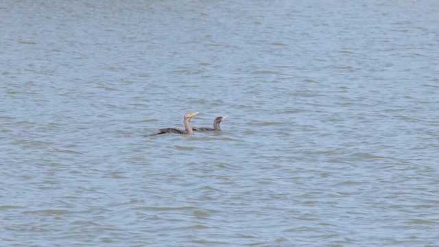 Neotropic Cormorant - ML638200758