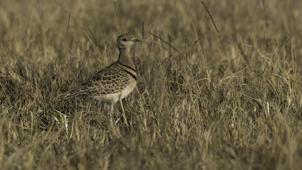 Double-banded Courser - ML638200764