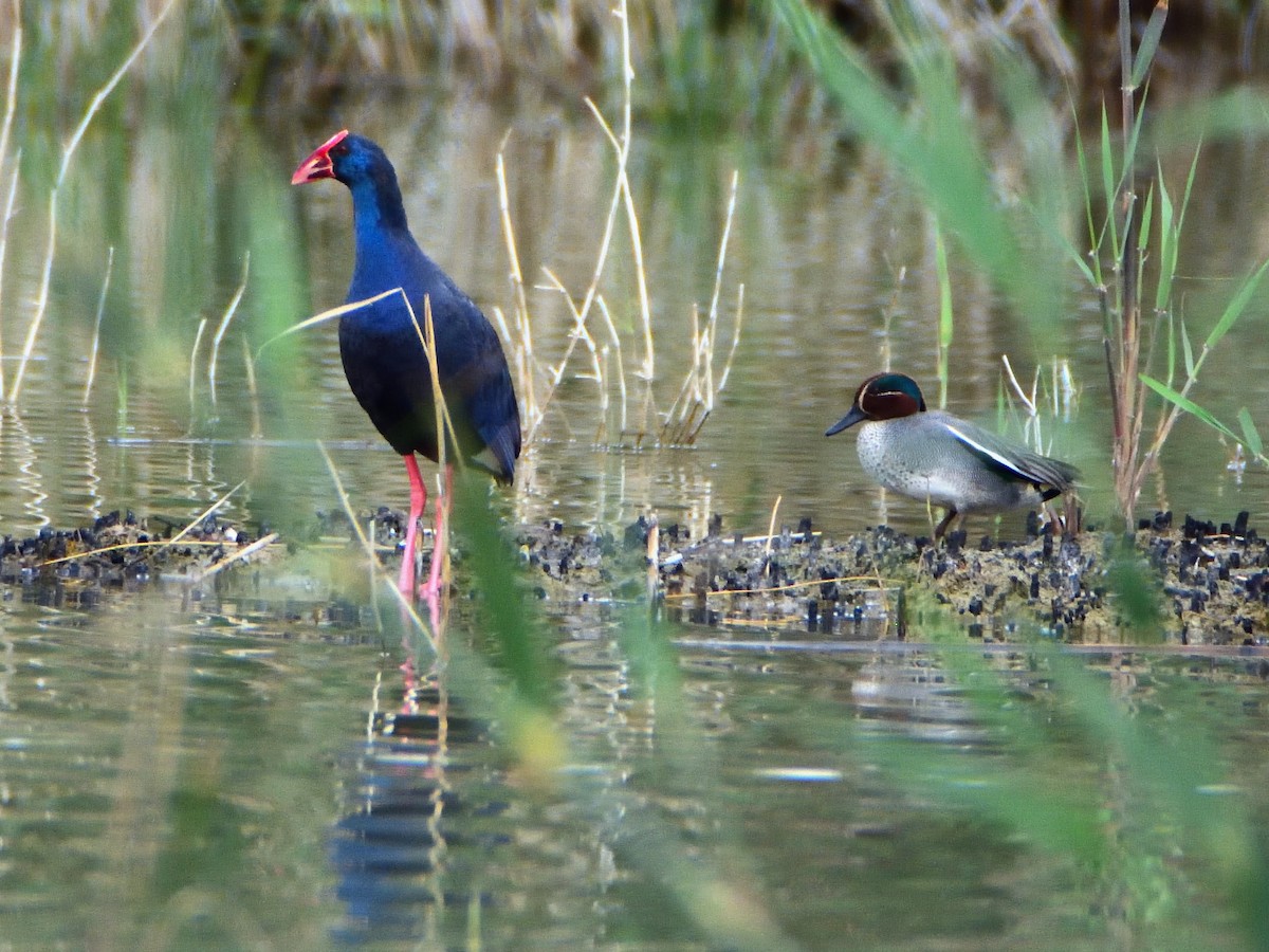 Western Swamphen - ML638200765