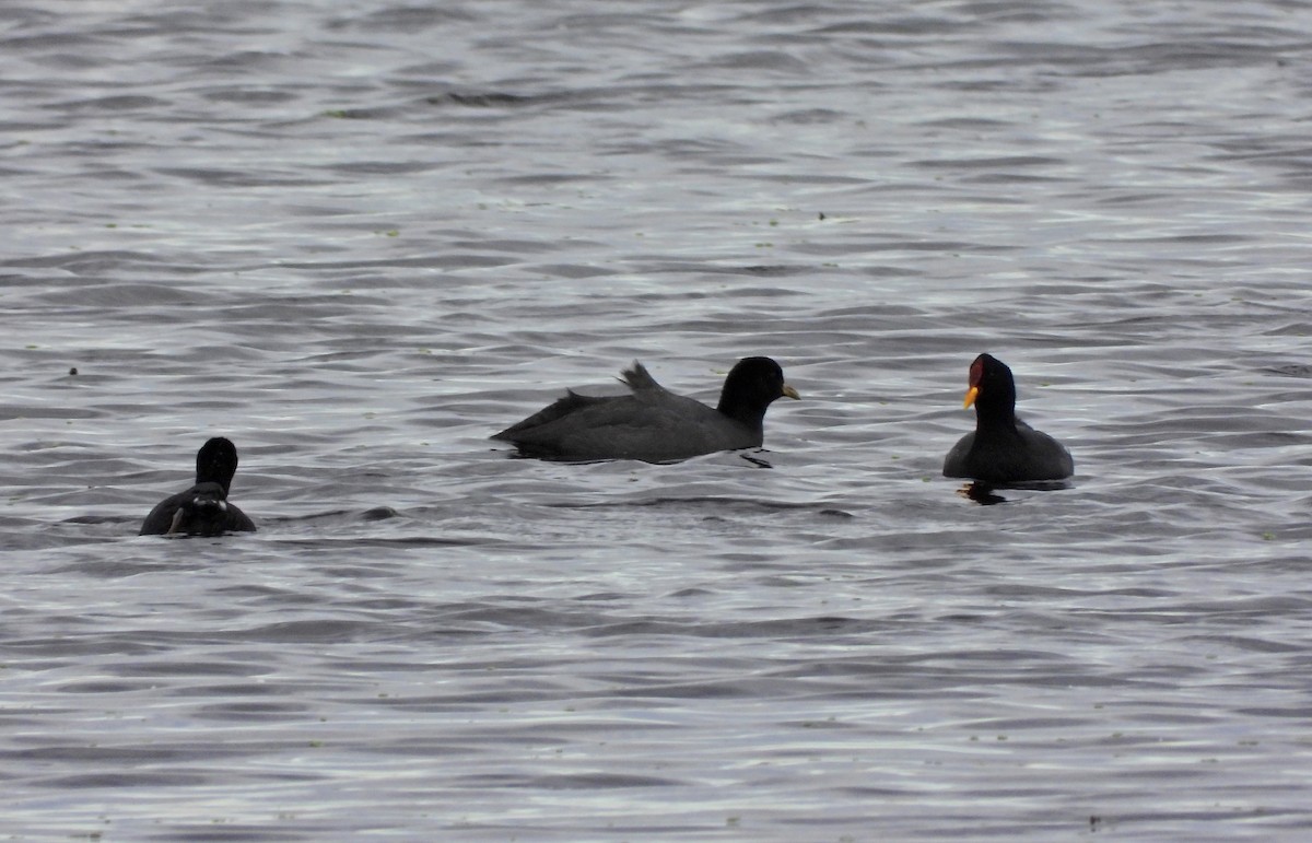 Red-fronted Coot - ML638200778