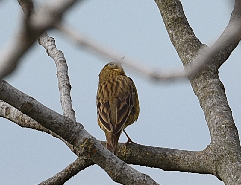 Tree Pipit - ML638200813