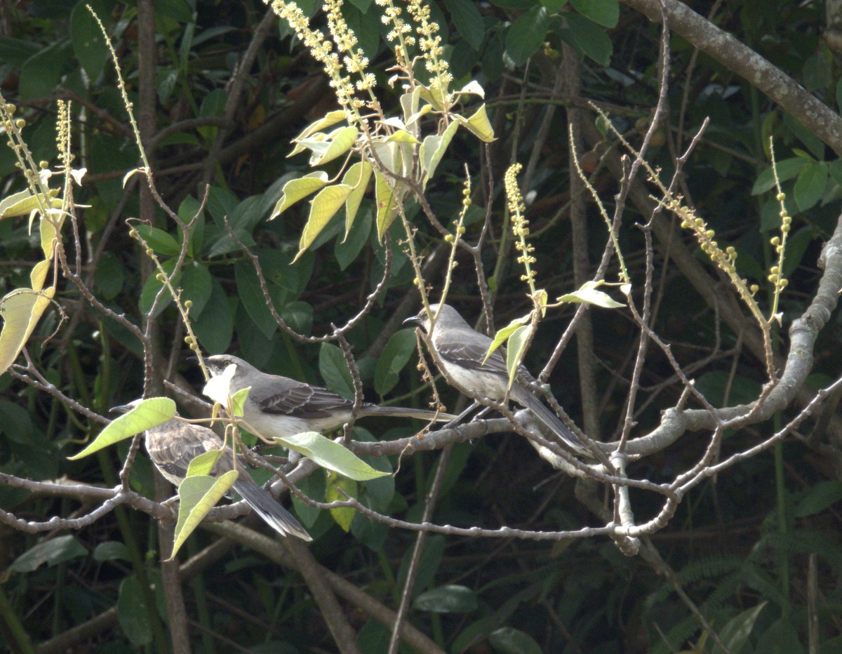 Tropical Mockingbird - ML638200815