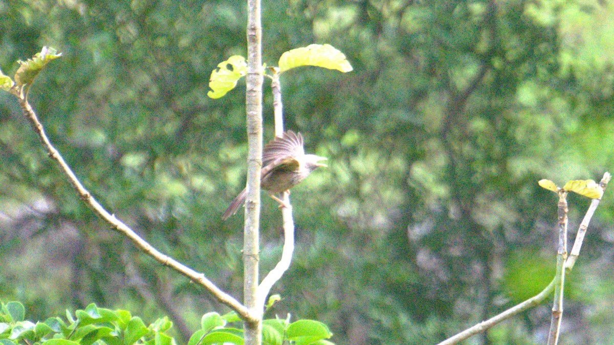 Yellow-billed Babbler - ML638200818