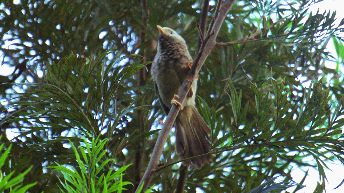 Yellow-billed Babbler - ML638200819
