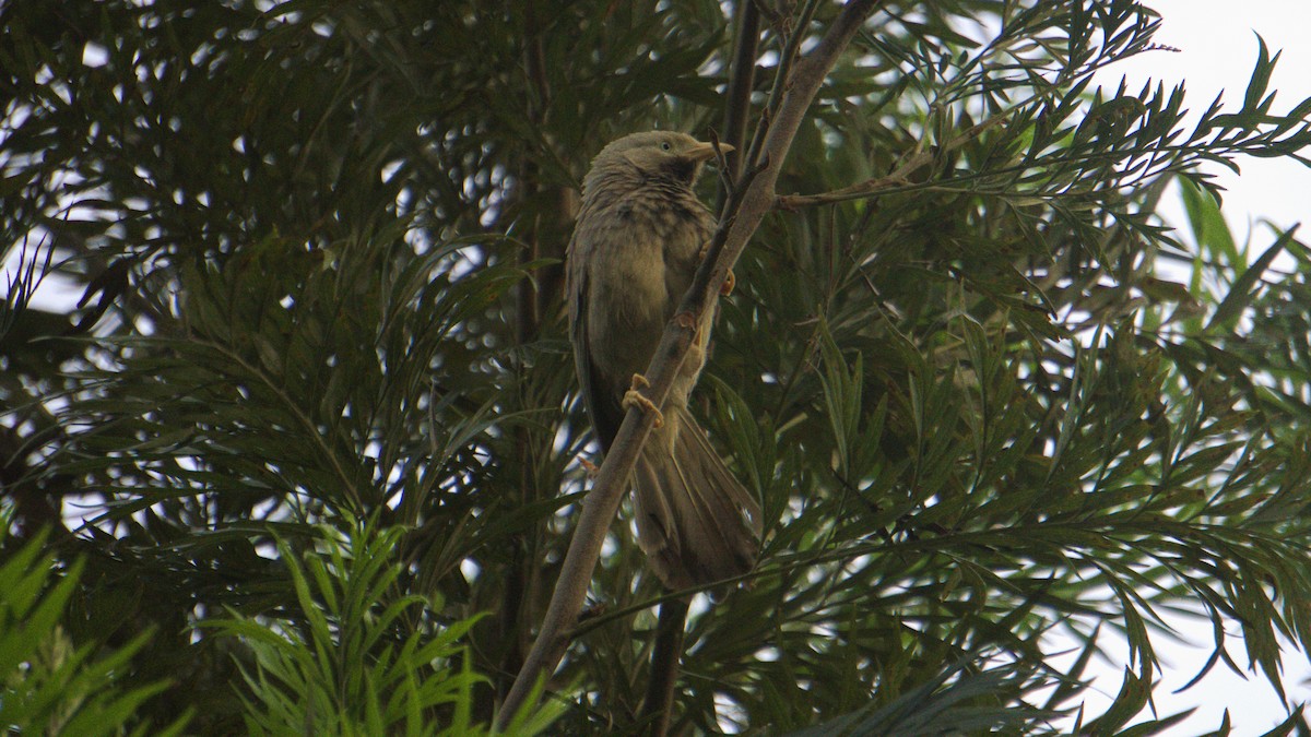 Yellow-billed Babbler - ML638200820
