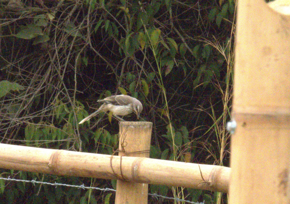 Tropical Mockingbird - ML638200826