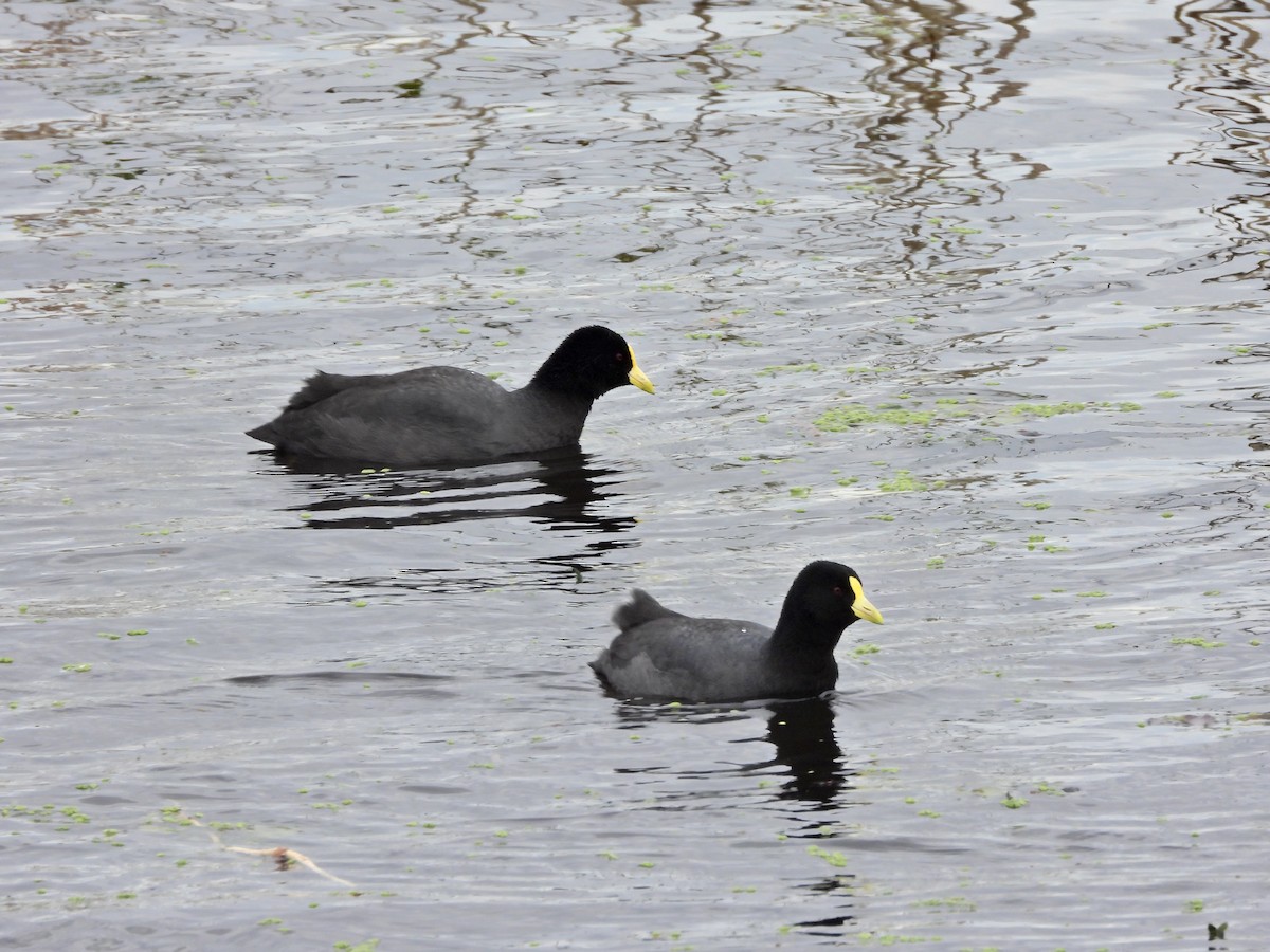 White-winged Coot - ML638200827