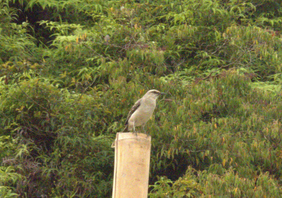 Tropical Mockingbird - ML638200828